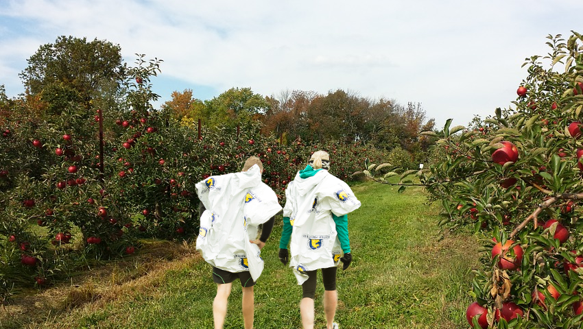 Heatsheets Apple Picking